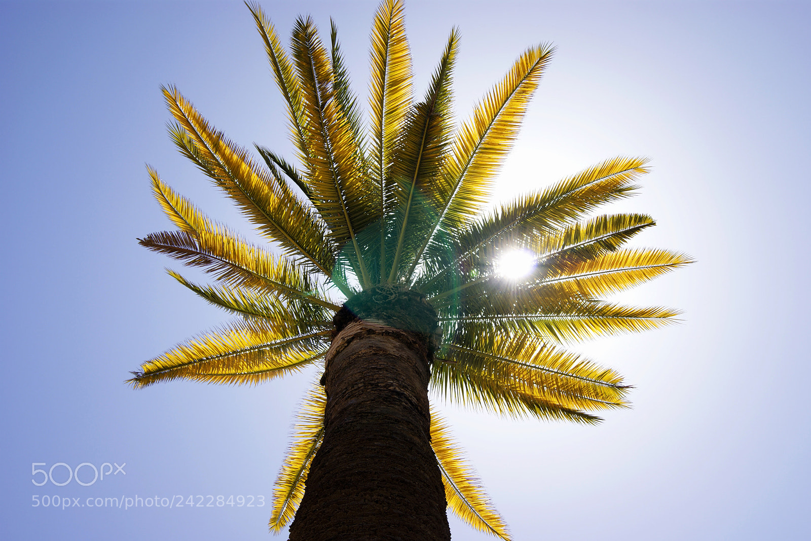 Sony Alpha DSLR-A290 sample photo. Palm tree passion photography