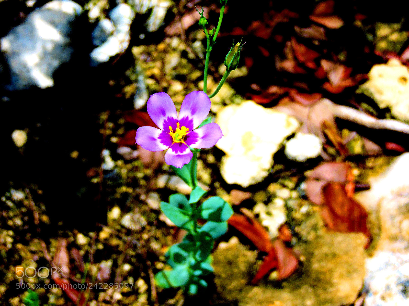 Nikon Coolpix P530 sample photo. Wild flower photography