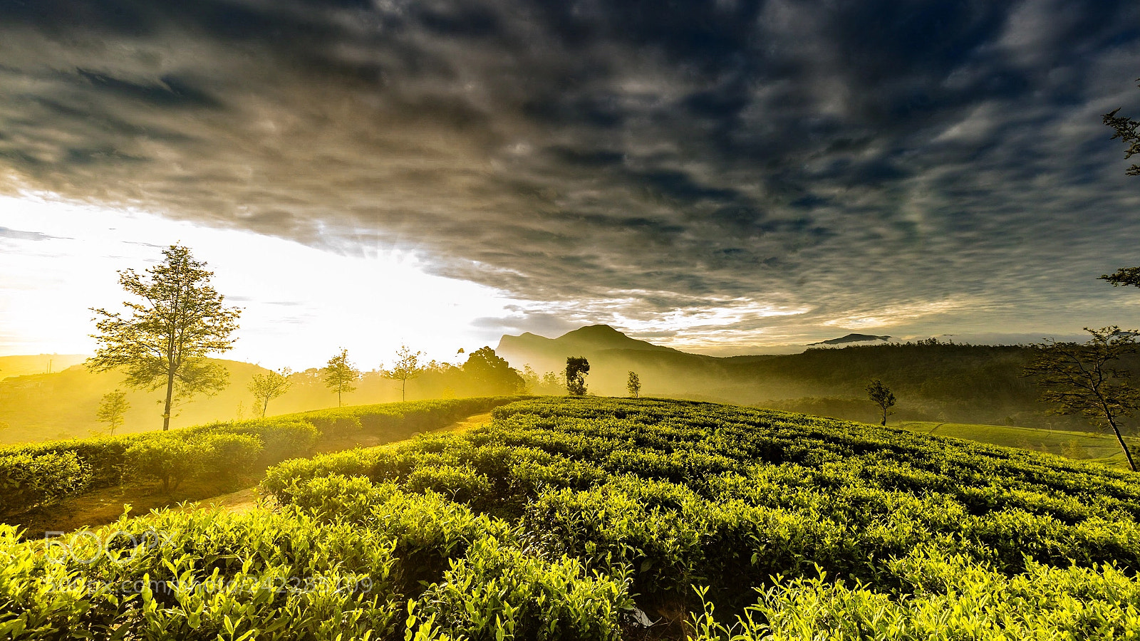 Canon EOS 5DS R sample photo. Good morning sri lanka photography