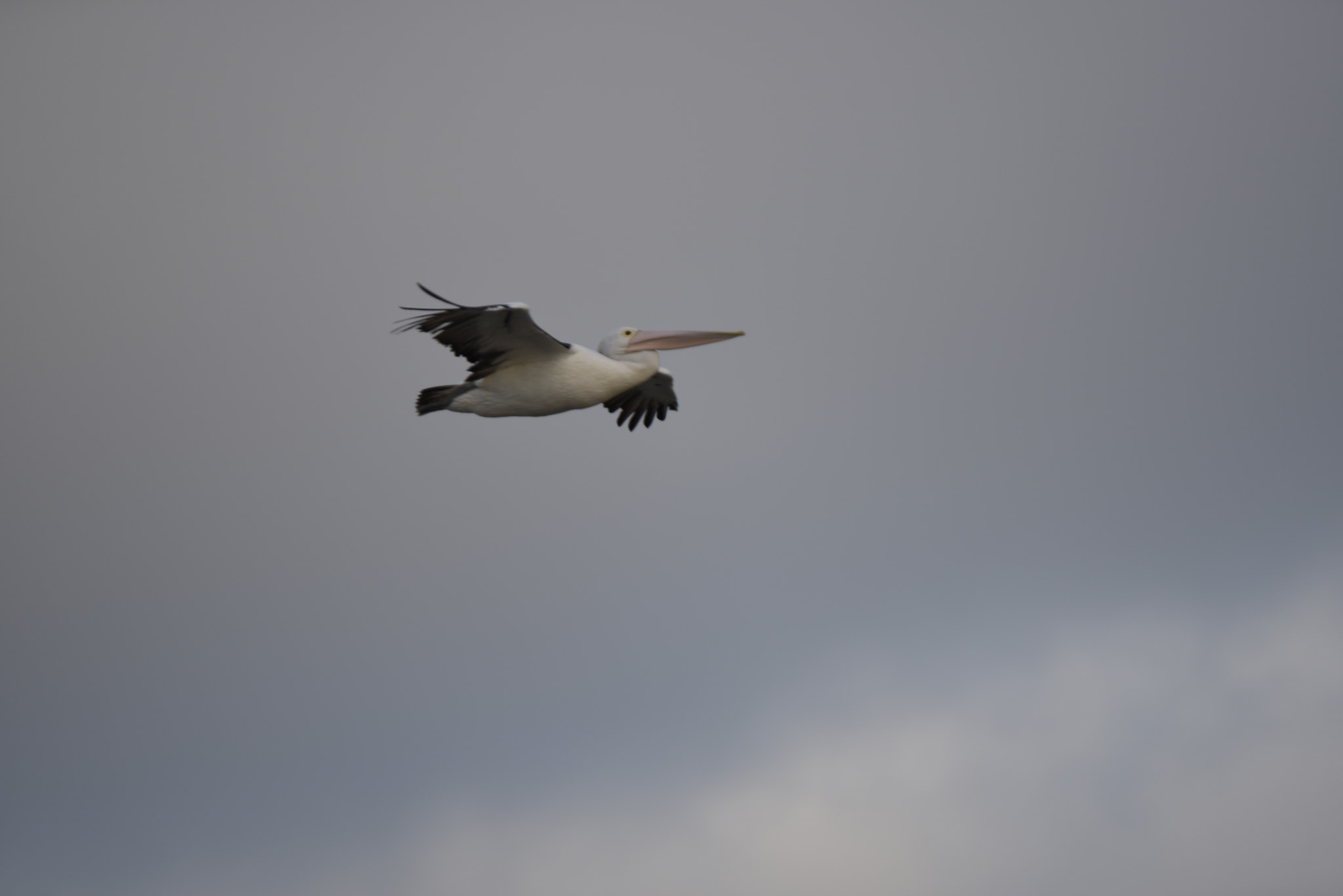 Nikon D810 sample photo. Pelican in flight photography