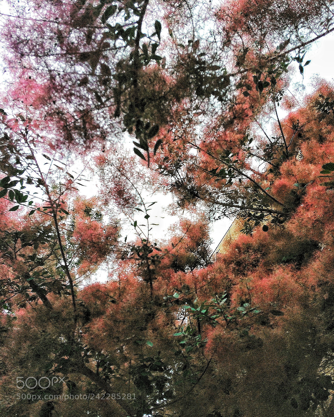 Apple iPhone 5s sample photo. Untitled photography