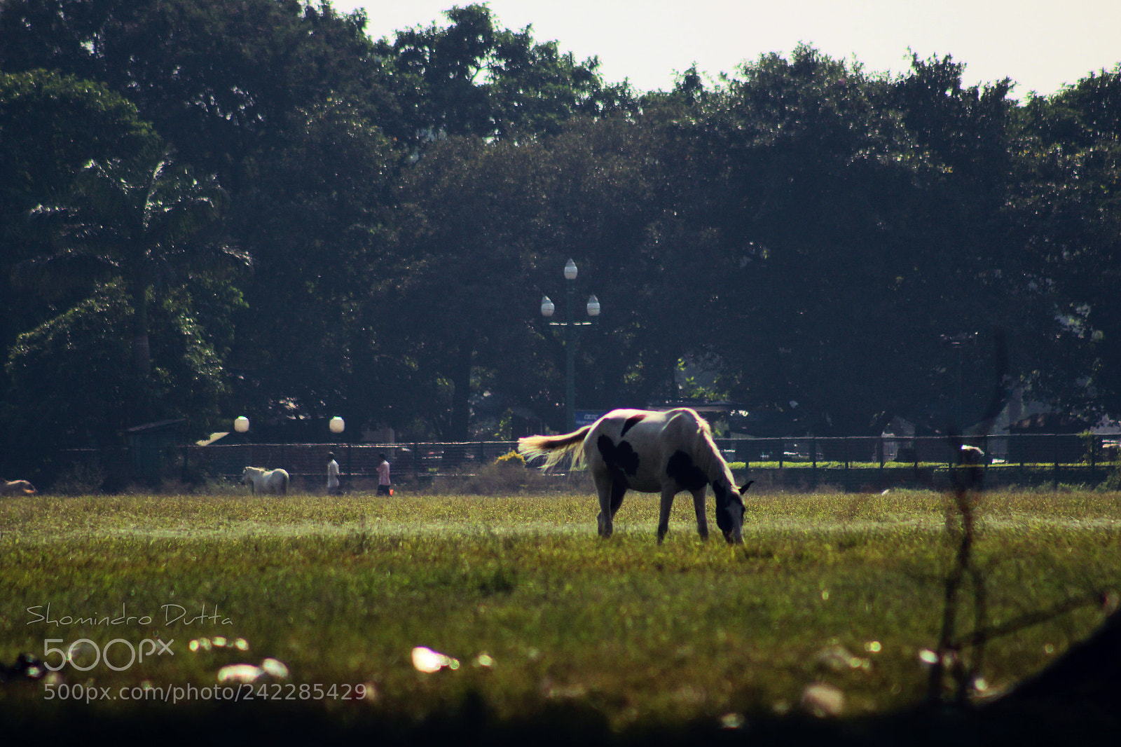 Canon EOS 1200D (EOS Rebel T5 / EOS Kiss X70 / EOS Hi) sample photo. The busy horse photography
