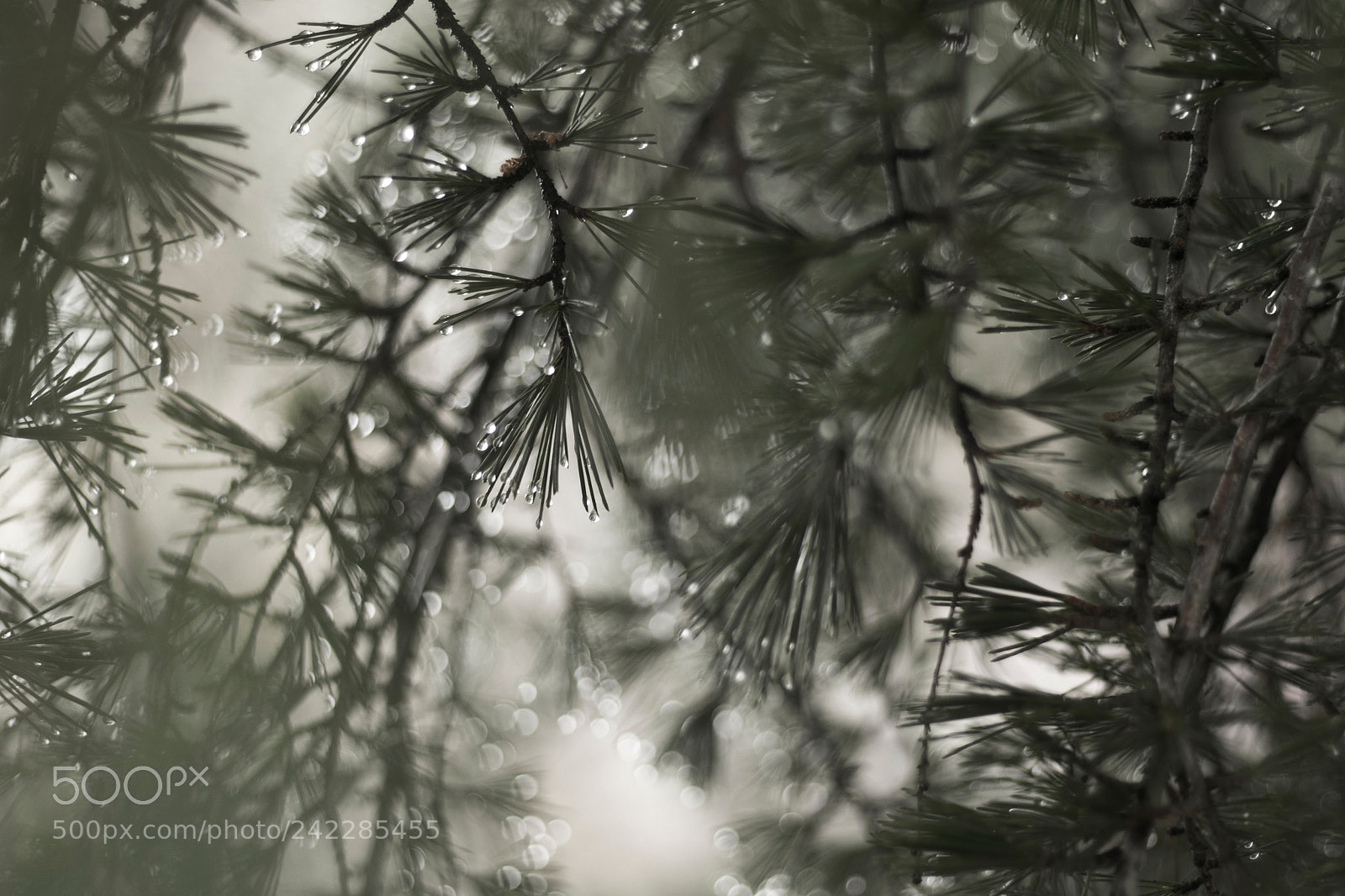 Canon EOS 7D Mark II sample photo. Rainy day photography
