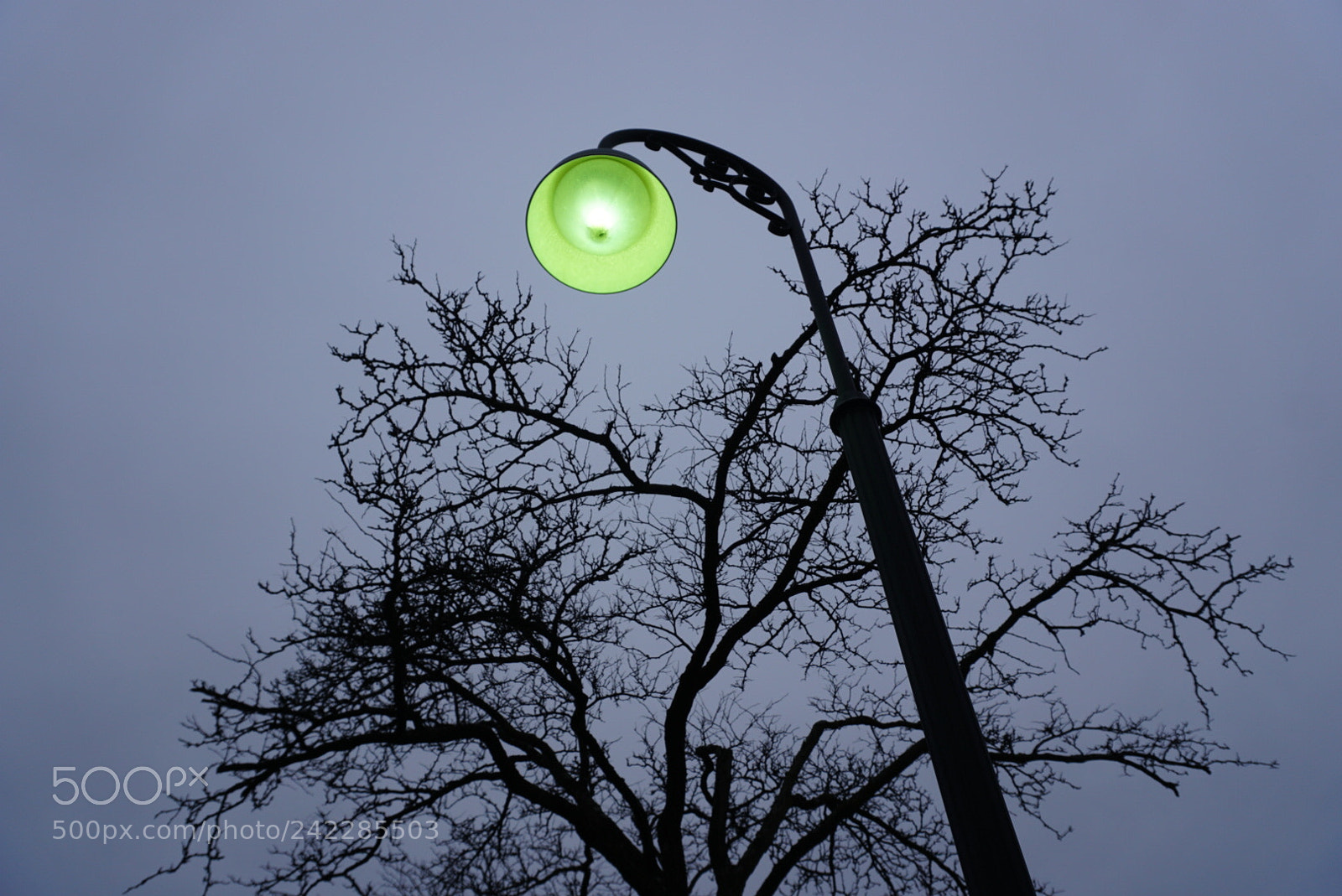 Sony a6500 sample photo. Tree and friend photography