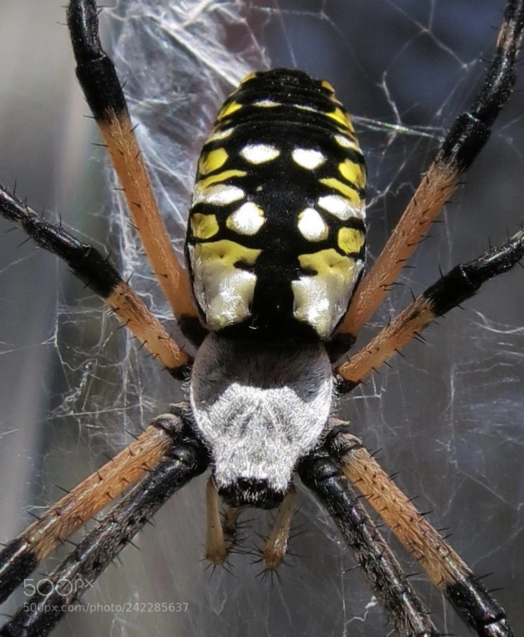 Canon PowerShot S100 sample photo. Writing spider photography