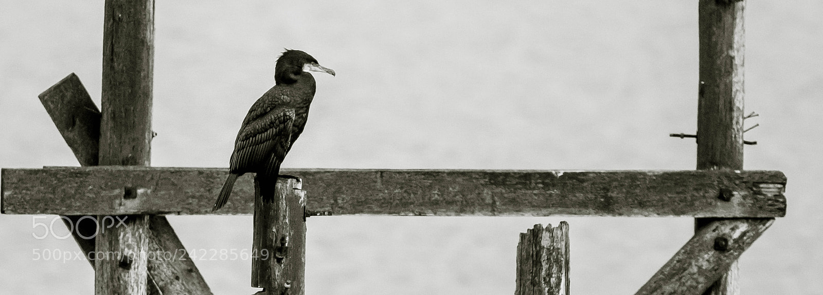 Canon EOS 7D Mark II sample photo. Iceland photography