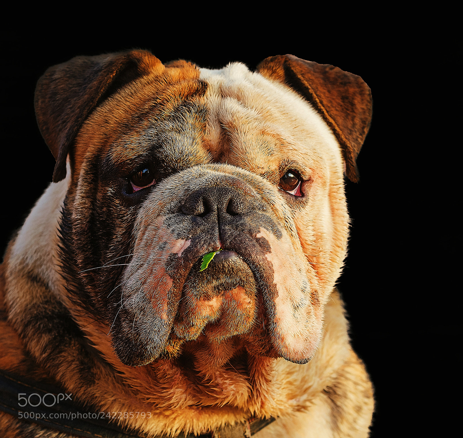 Canon EOS 7D Mark II sample photo. Bulldog photography
