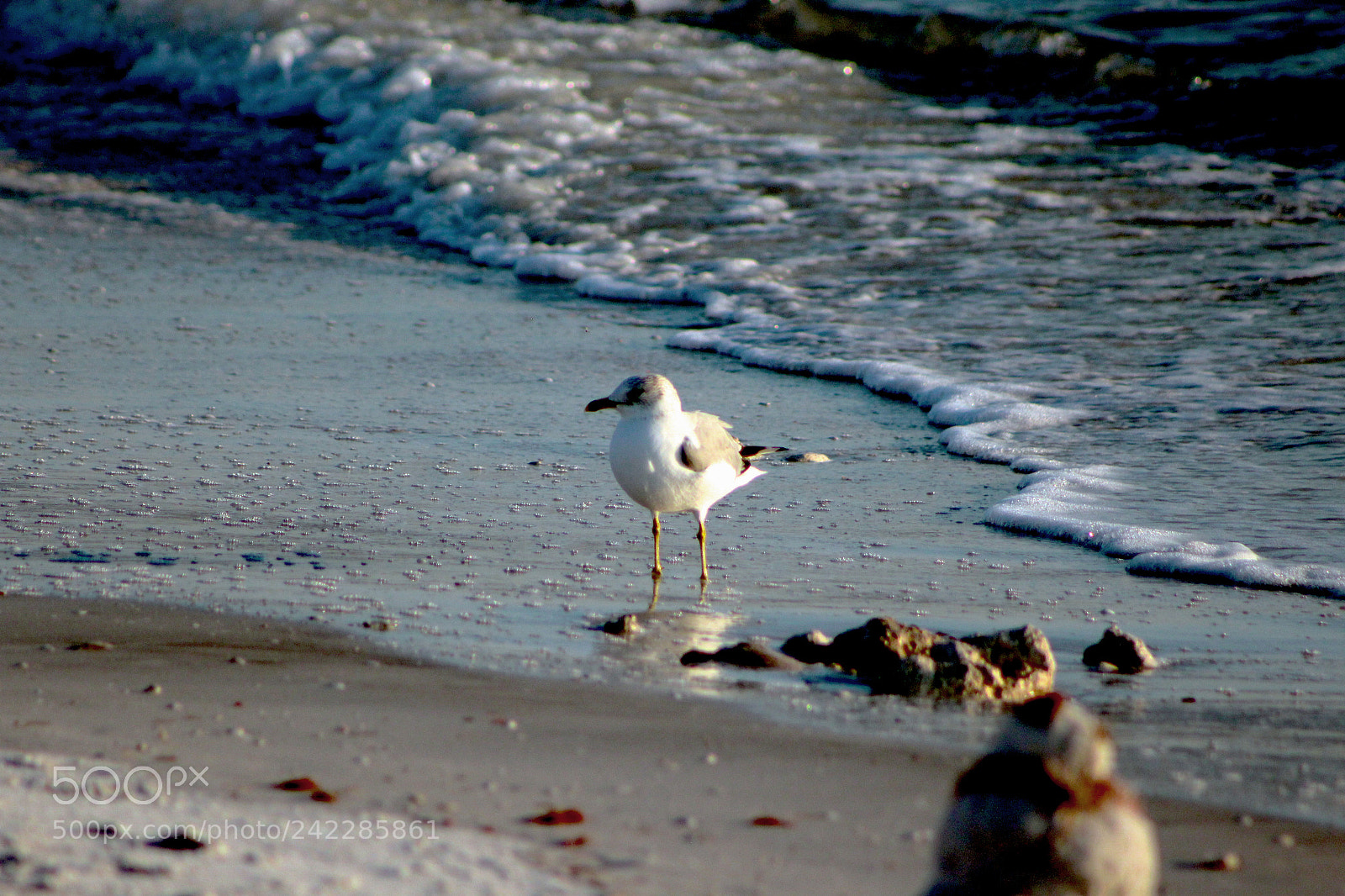 Canon EOS 1200D (EOS Rebel T5 / EOS Kiss X70 / EOS Hi) sample photo. Seagull christmas day photography