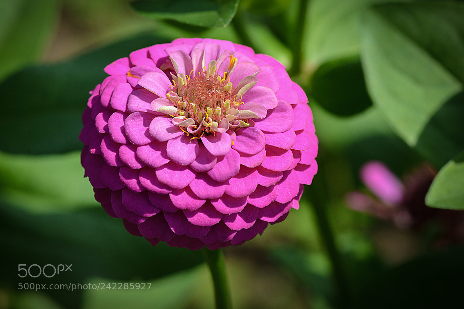 Nikon D800 sample photo. Flower photography