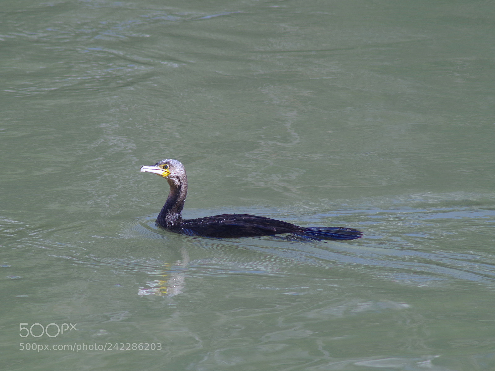 Pentax K-500 sample photo. Strange swan photography
