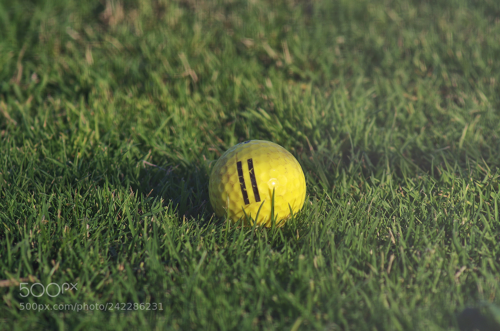Pentax K-500 sample photo. Yellow golf ball photography