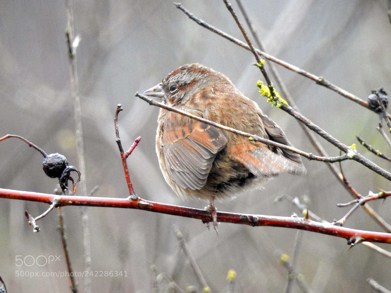 Nikon Coolpix P900 sample photo. Song sparrow photography