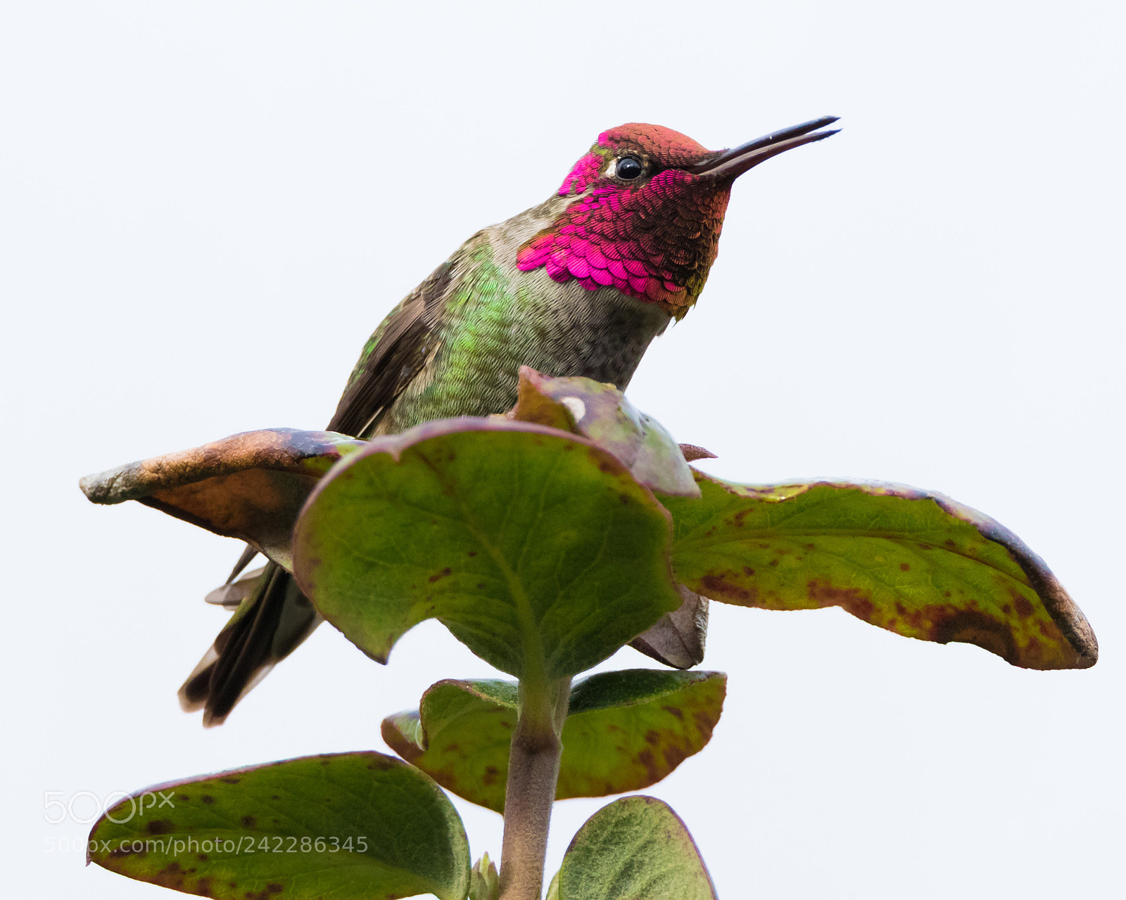 Canon EOS 7D Mark II sample photo. Kk0a5365-2.jpg photography