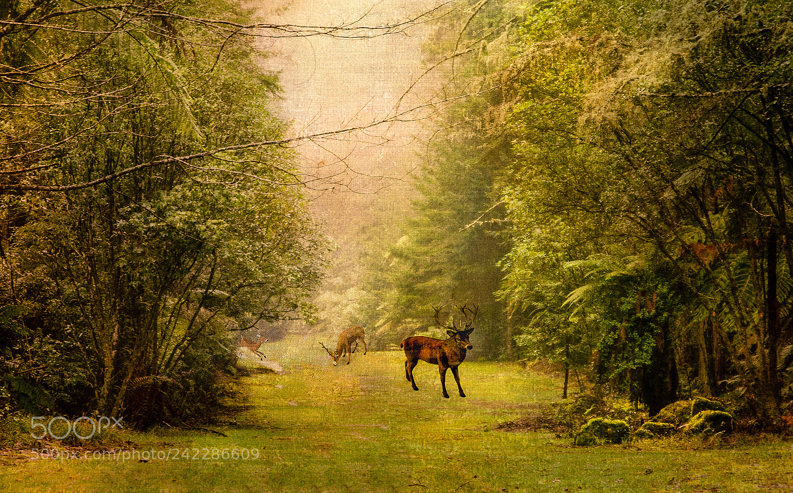 Nikon D600 sample photo. Foggy forest photography