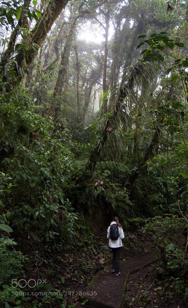 Nikon D7100 sample photo. Cloud forest photography