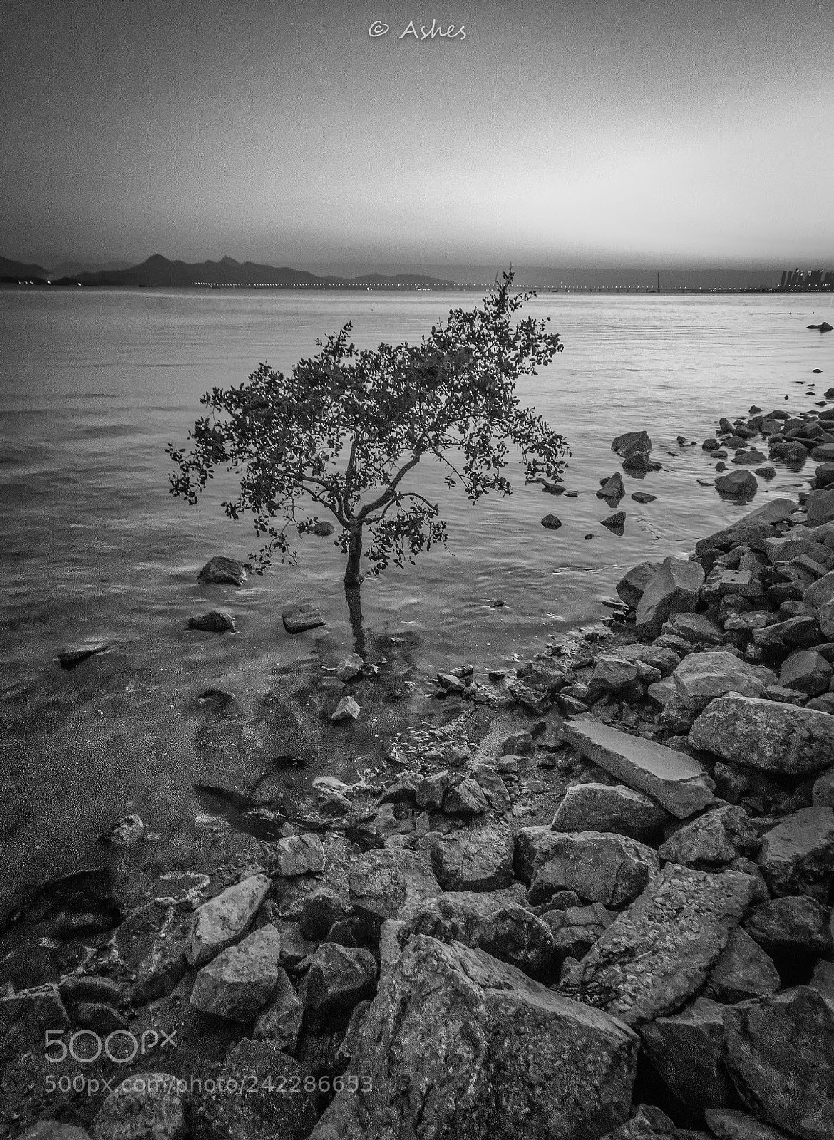 Ricoh GR II sample photo. Mangrove park photography