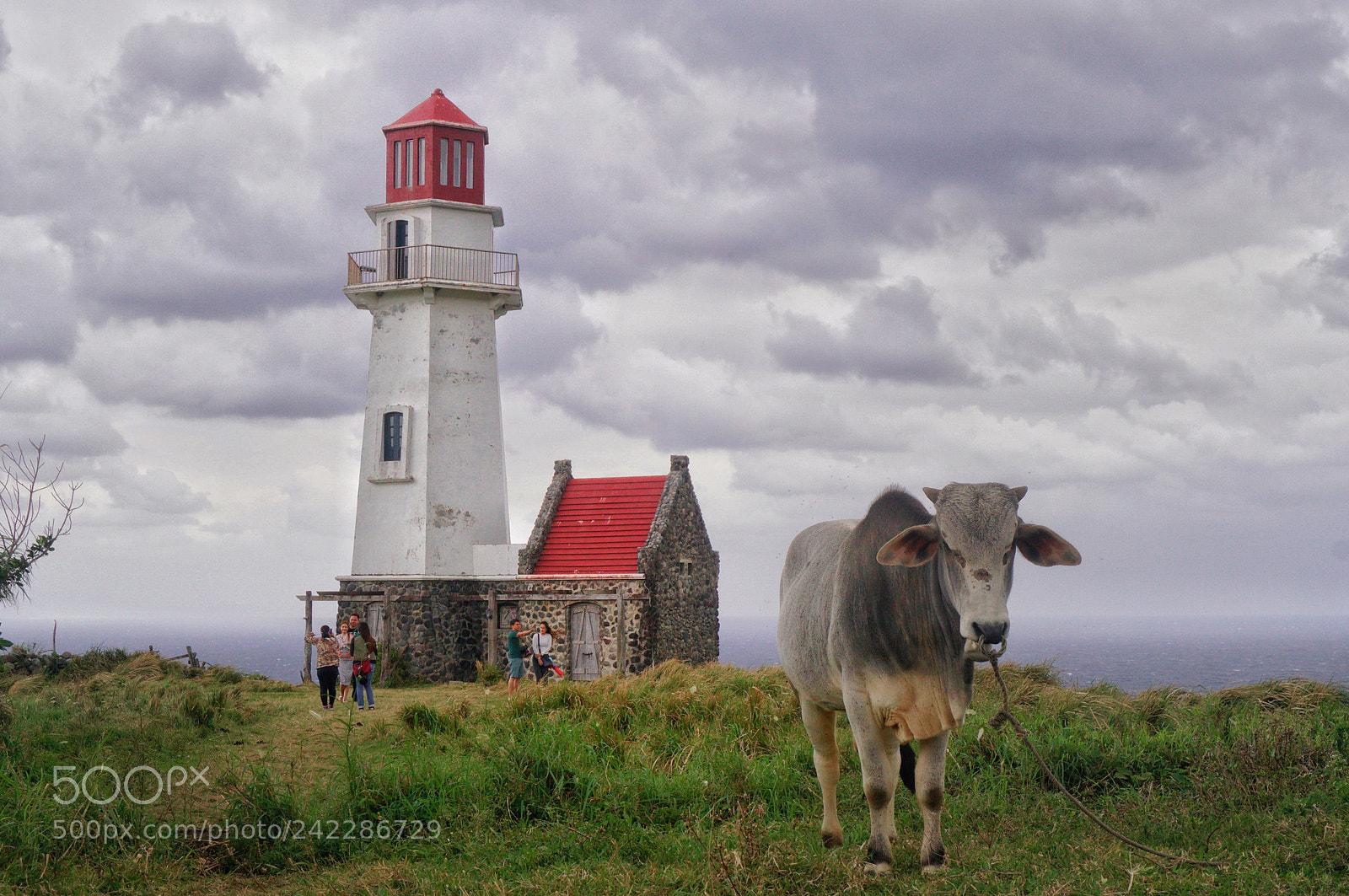 Sony a6300 sample photo. The cow and the photography