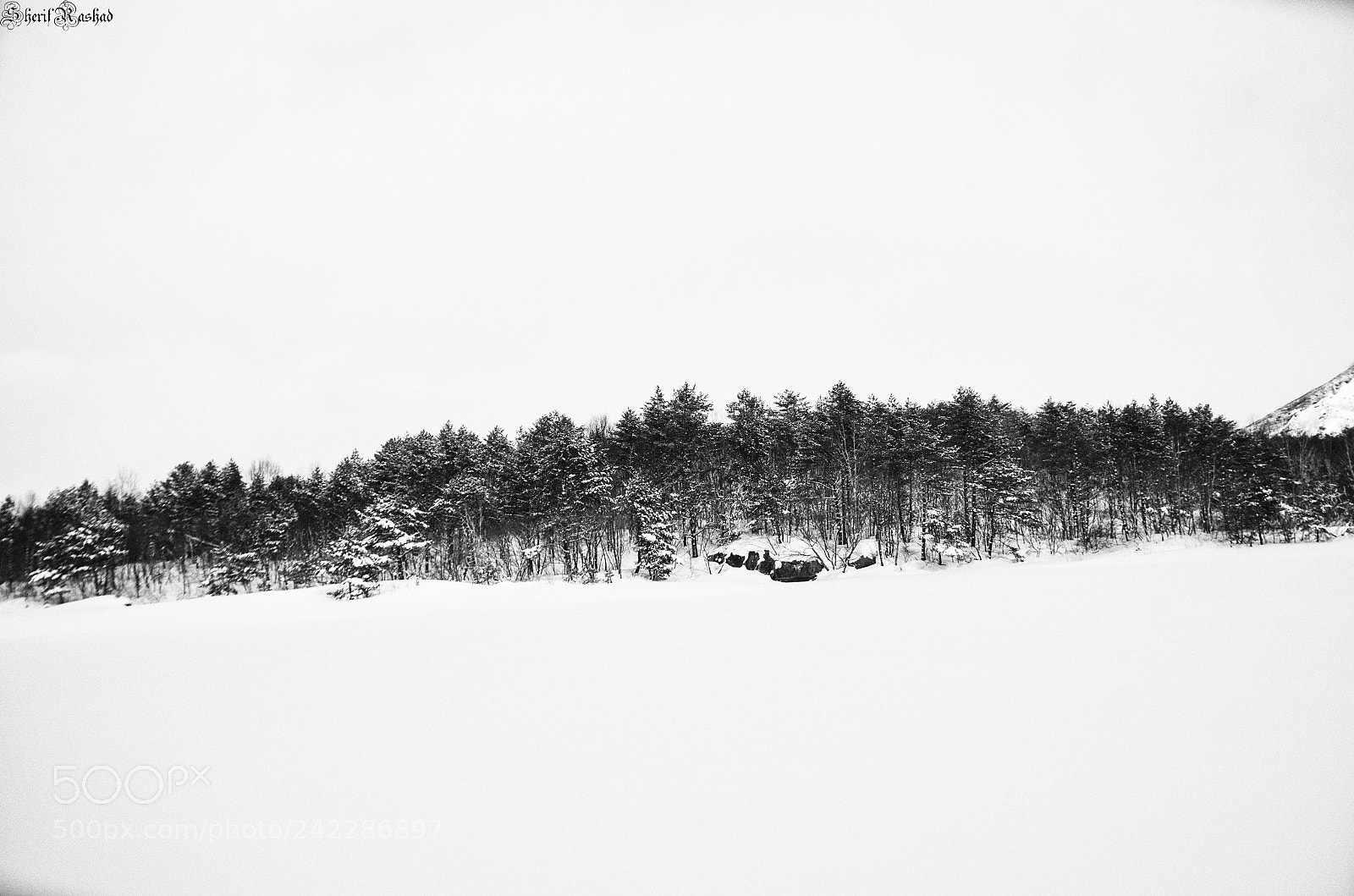 Pentax K-50 sample photo. Trees and snow photography