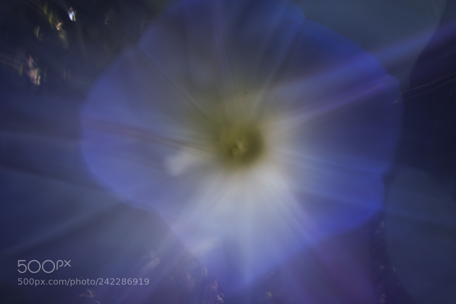Canon EOS 1200D (EOS Rebel T5 / EOS Kiss X70 / EOS Hi) sample photo. Abstract flower photography