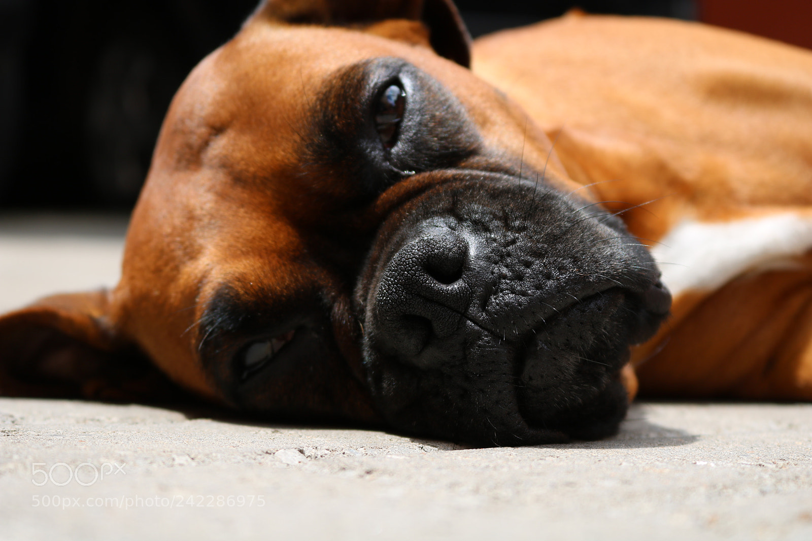 Canon EOS 750D (EOS Rebel T6i / EOS Kiss X8i) sample photo. Luna photography