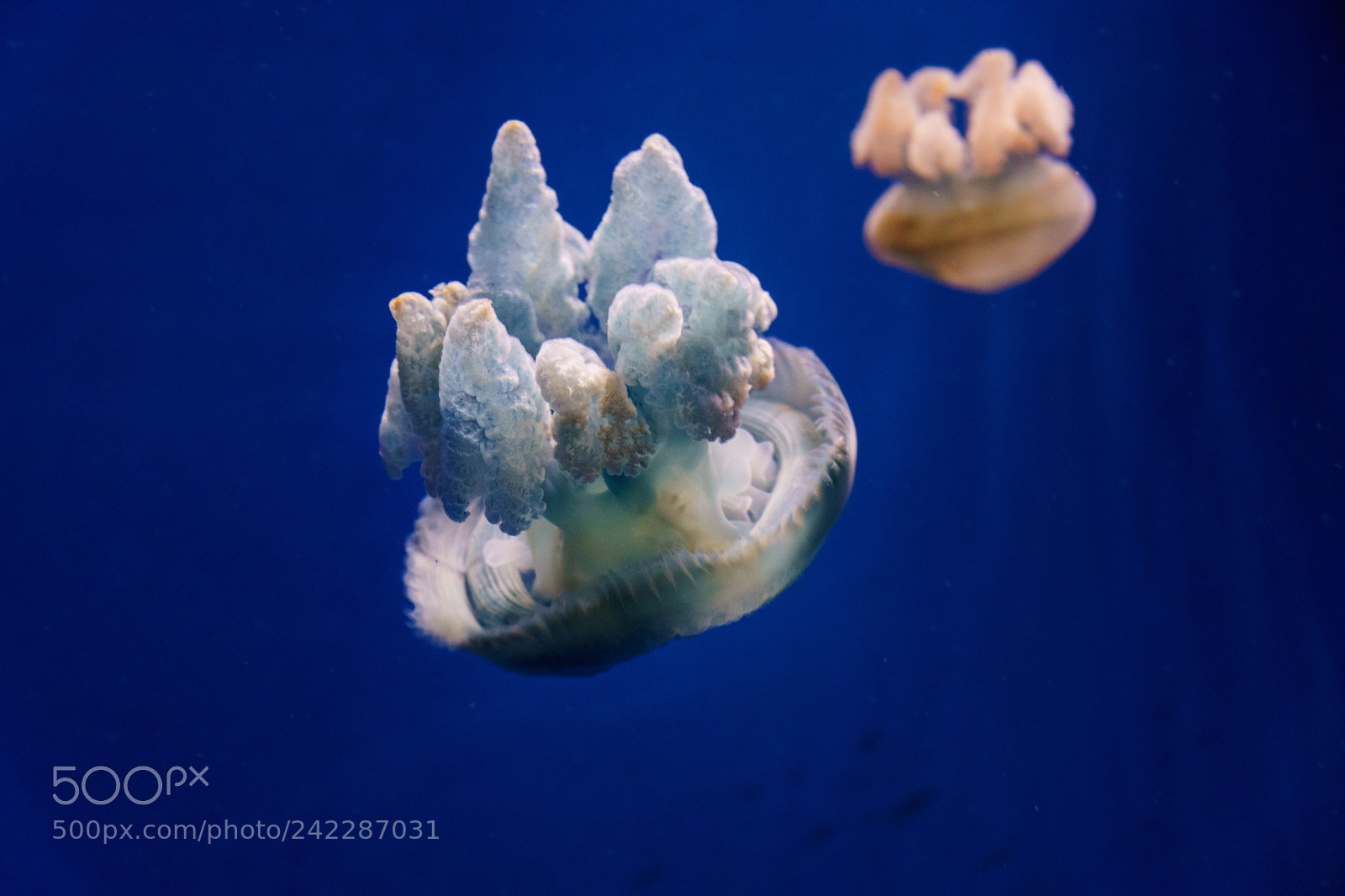 Sony ILCA-77M2 sample photo. Jellyfish 92 photography