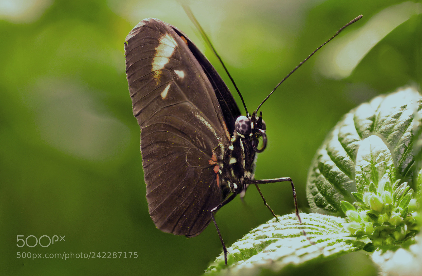 Nikon D3000 sample photo. Got nectar photography
