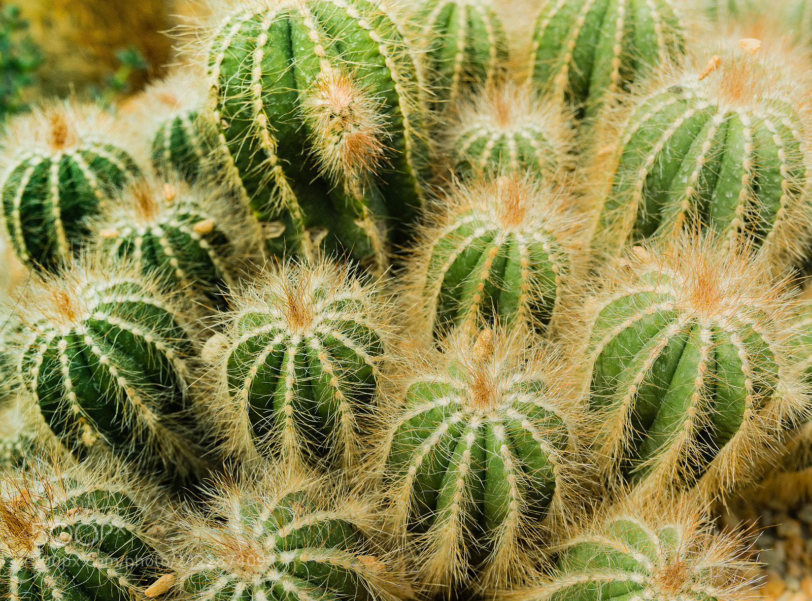 Nikon D500 sample photo. A thorn feeling photography
