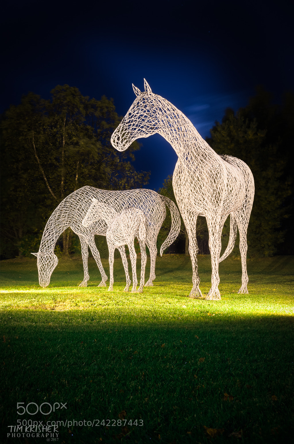 Pentax K-50 sample photo. Night horses photography