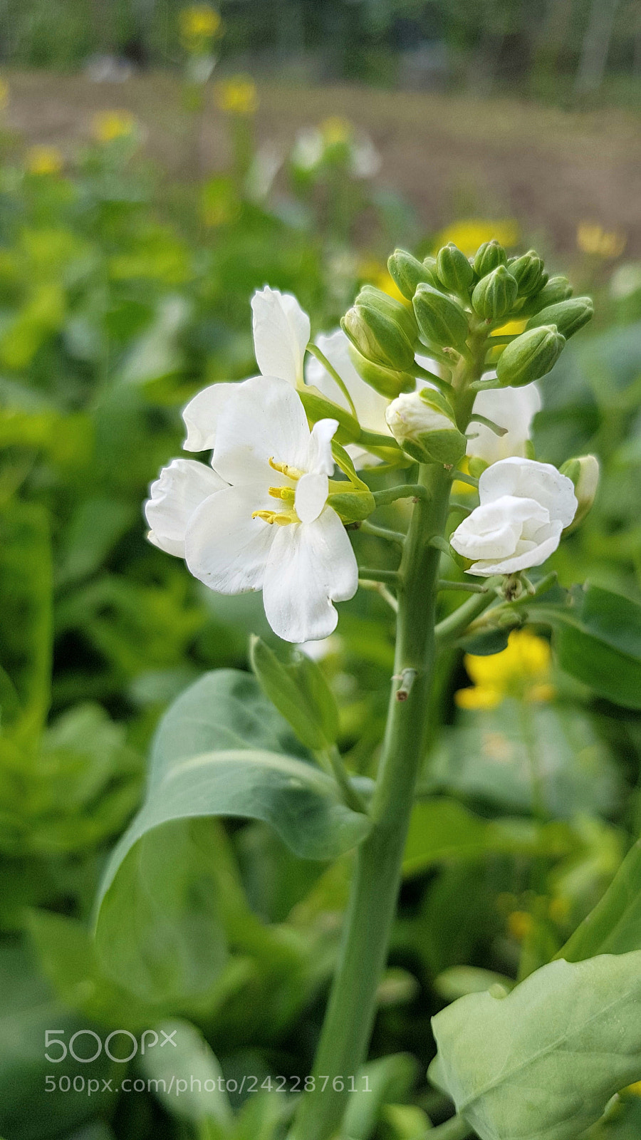 Samsung Galaxy S8+ sample photo. Flowers of vegetables photography