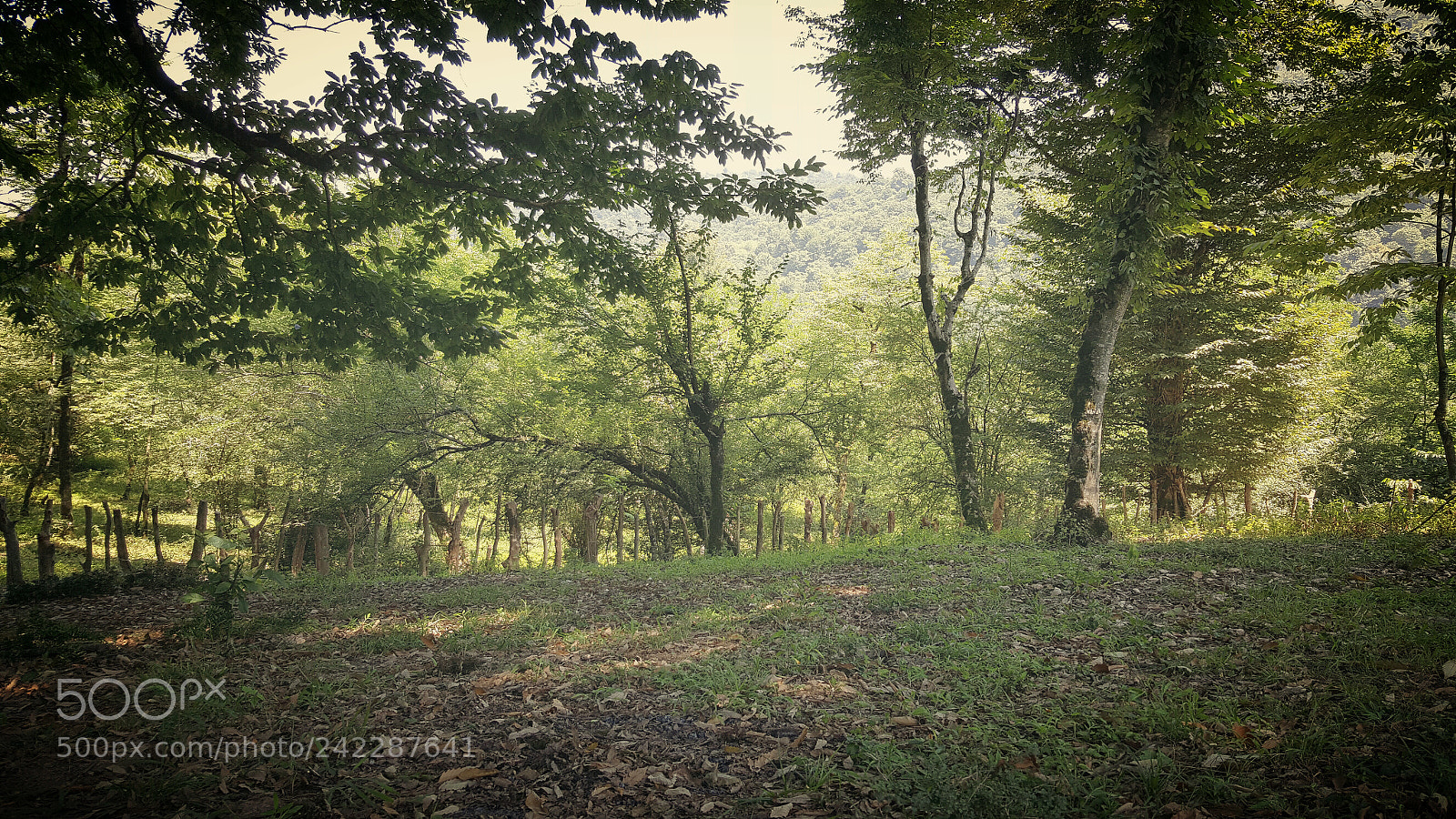 Samsung Galaxy Note5 sample photo. Soroush nasiri photography