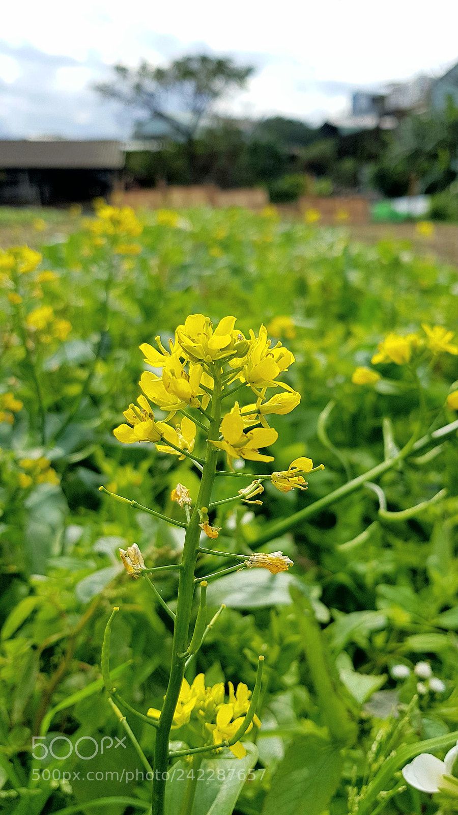 Samsung Galaxy S8+ sample photo. Flowers of vegetables photography