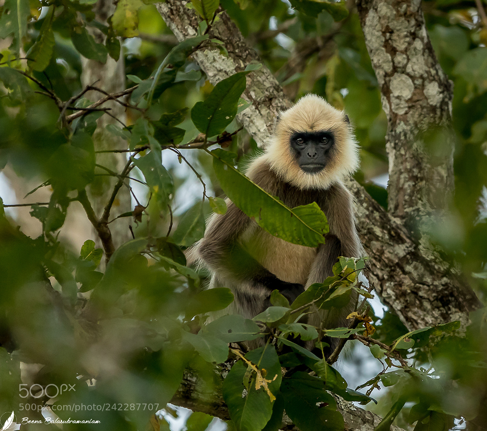 Canon EOS-1D X Mark II sample photo. The inquisitive langur photography
