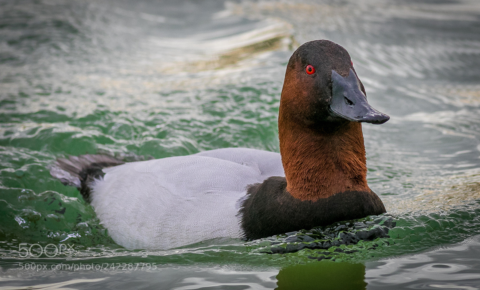 Canon EOS 7D Mark II sample photo. Canvasback photography