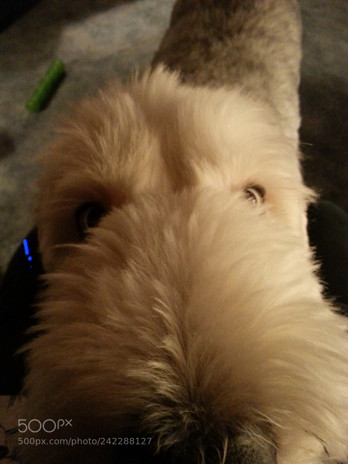 Samsung Galaxy S3 sample photo. Brailyn photography