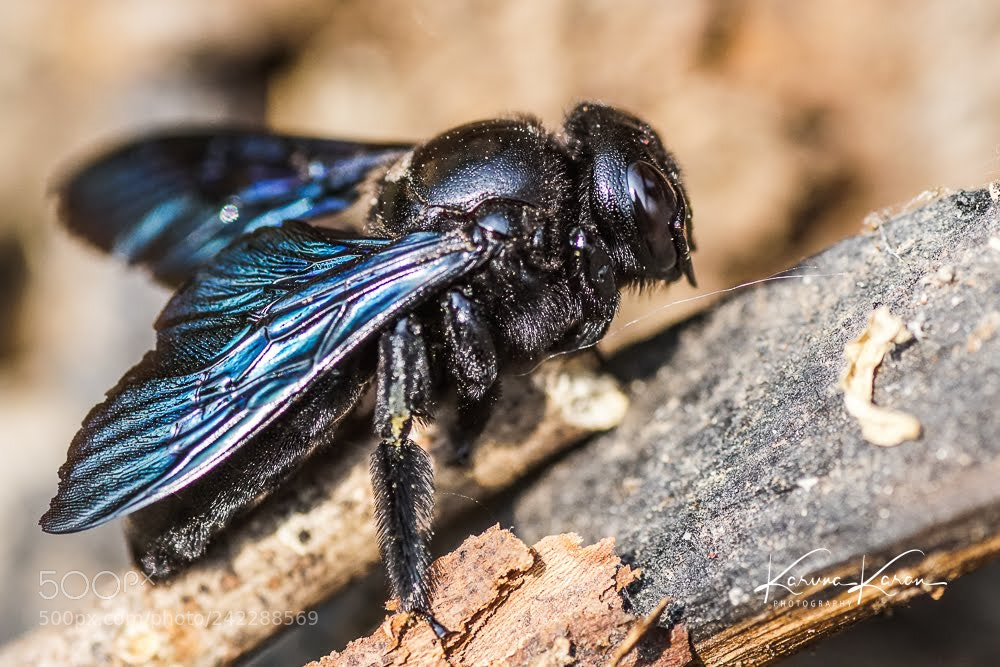 Sony a99 II sample photo. Giant carpenter bee !! photography