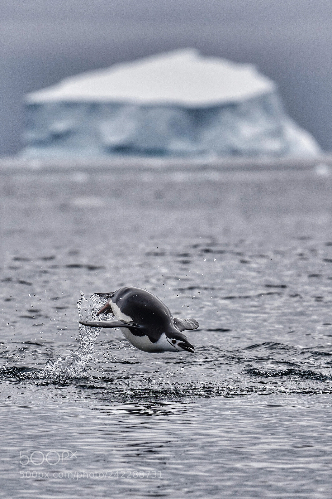Nikon D850 sample photo. Flying penguin photography