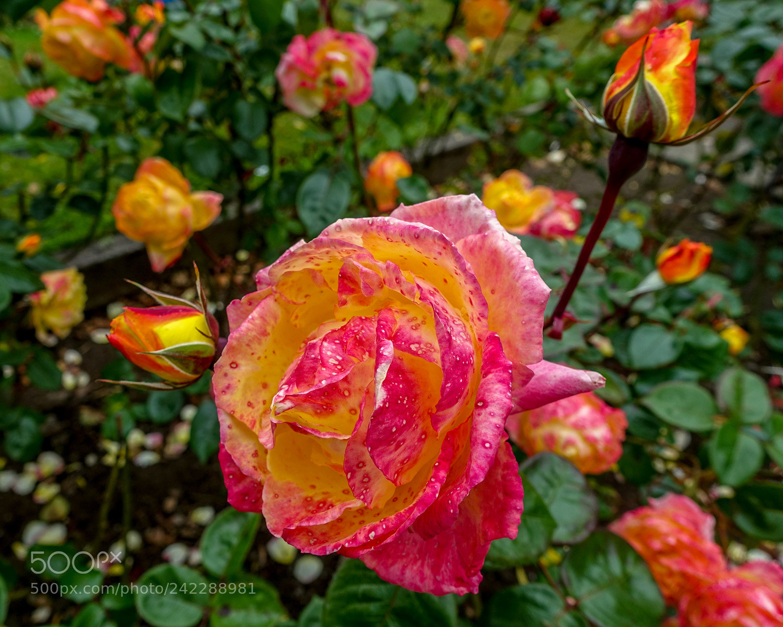 Sony Cyber-shot DSC-RX100 III sample photo. Colorful rose photography