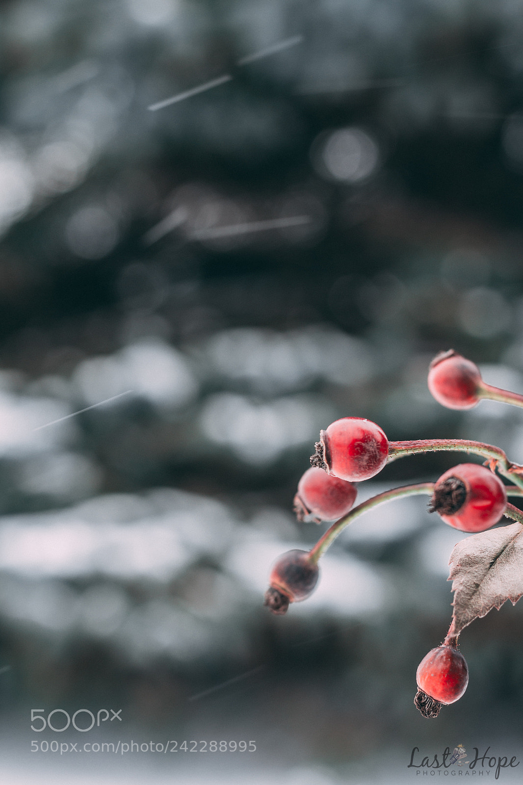 Canon EOS 700D (EOS Rebel T5i / EOS Kiss X7i) sample photo. Winter bloom photography