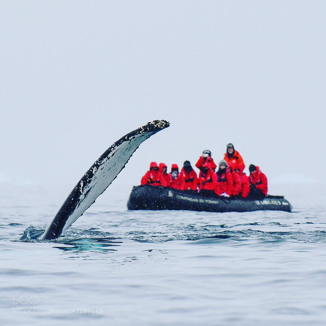 Nikon D850 sample photo. Encounter humpback whale at photography