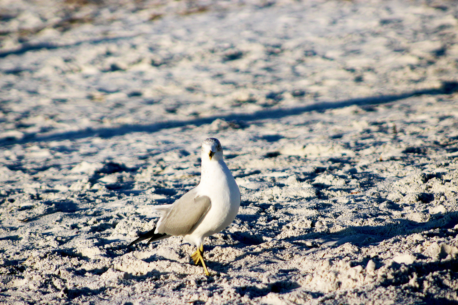 Canon EOS 1200D (EOS Rebel T5 / EOS Kiss X70 / EOS Hi) sample photo. Holiday seagull photography