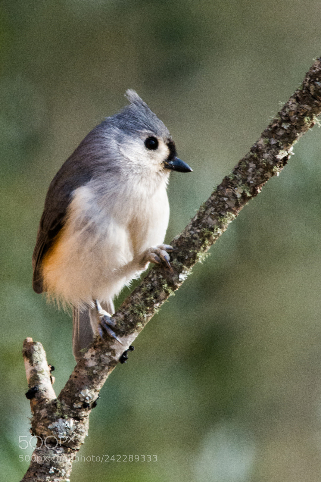 Nikon D7100 sample photo. Tiny tufted titmouse photography