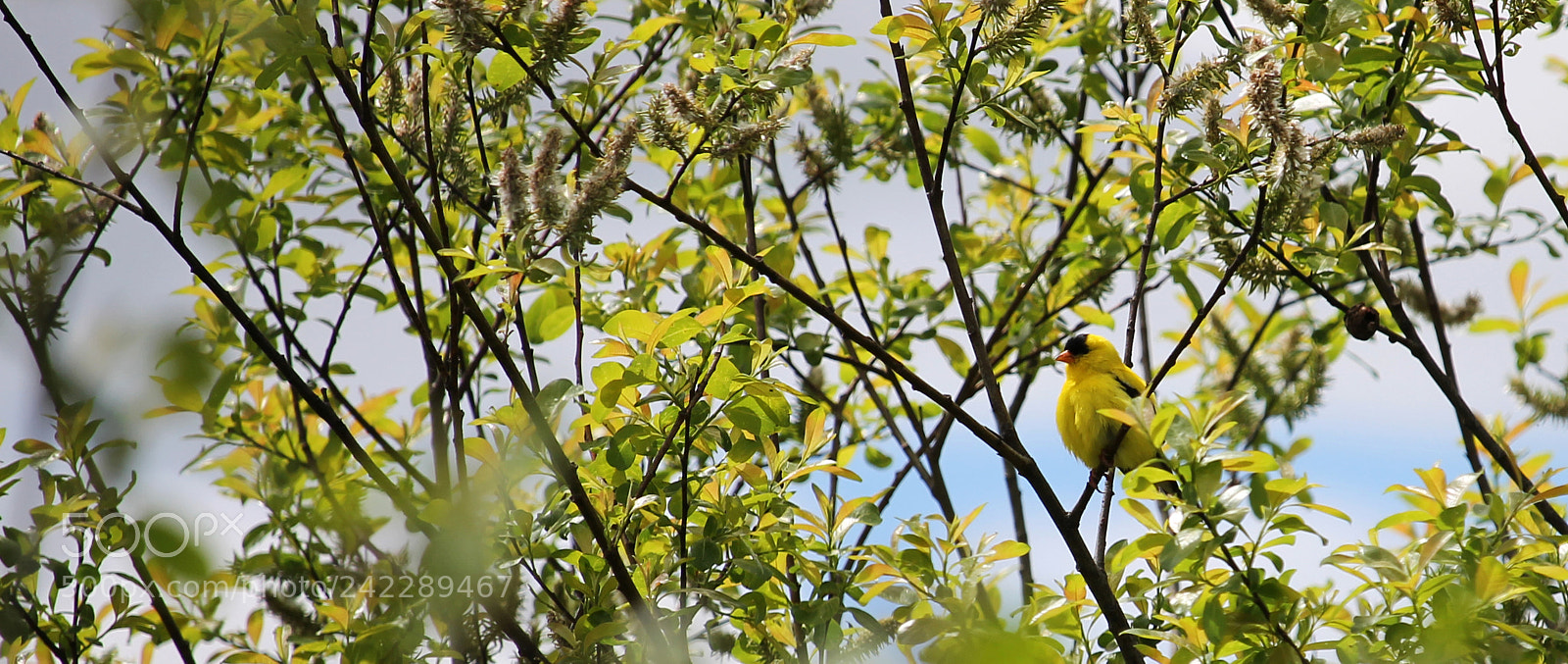 Canon EOS 1100D (EOS Rebel T3 / EOS Kiss X50) sample photo. Goldfinch photography