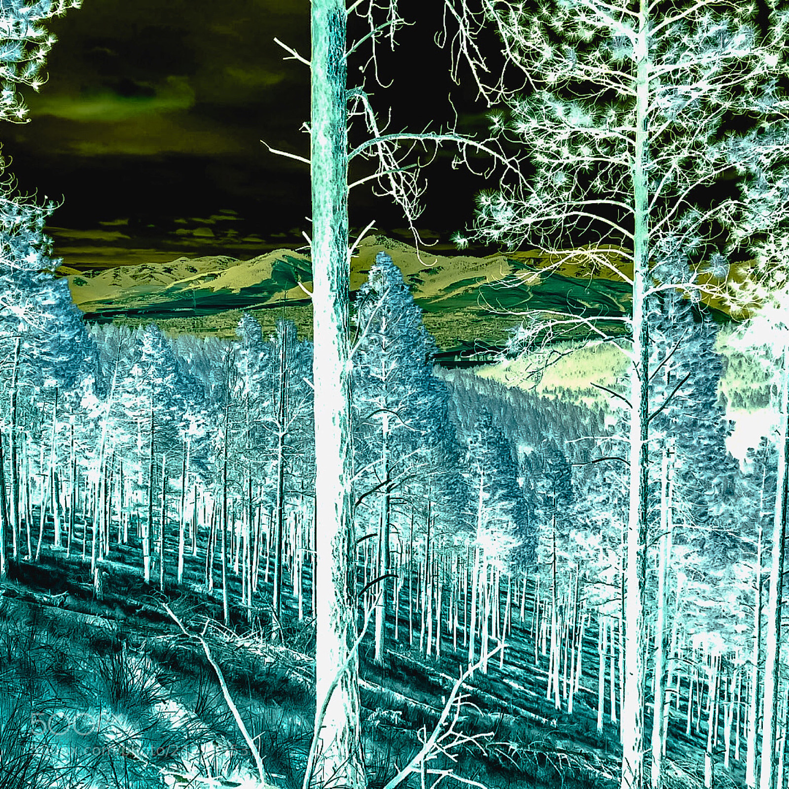 Nikon Coolpix P900 sample photo. Psychedelic serenity photography