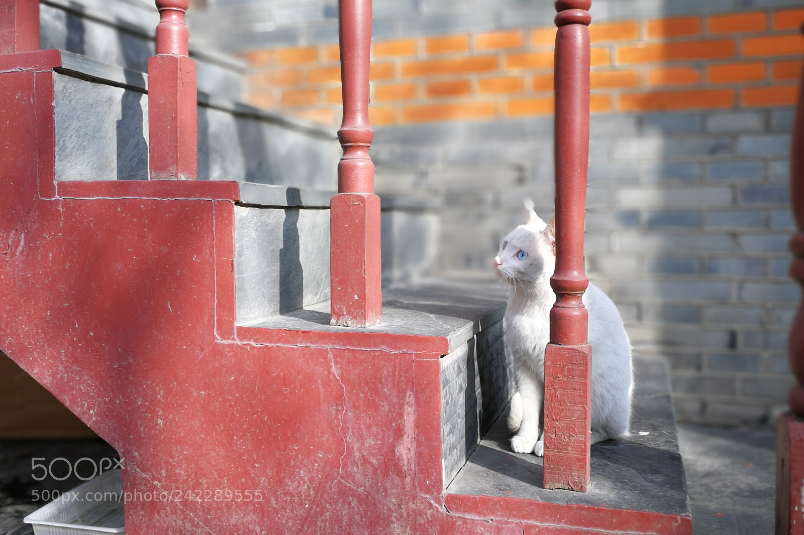 HUAWEI P10 sample photo. Cat photography