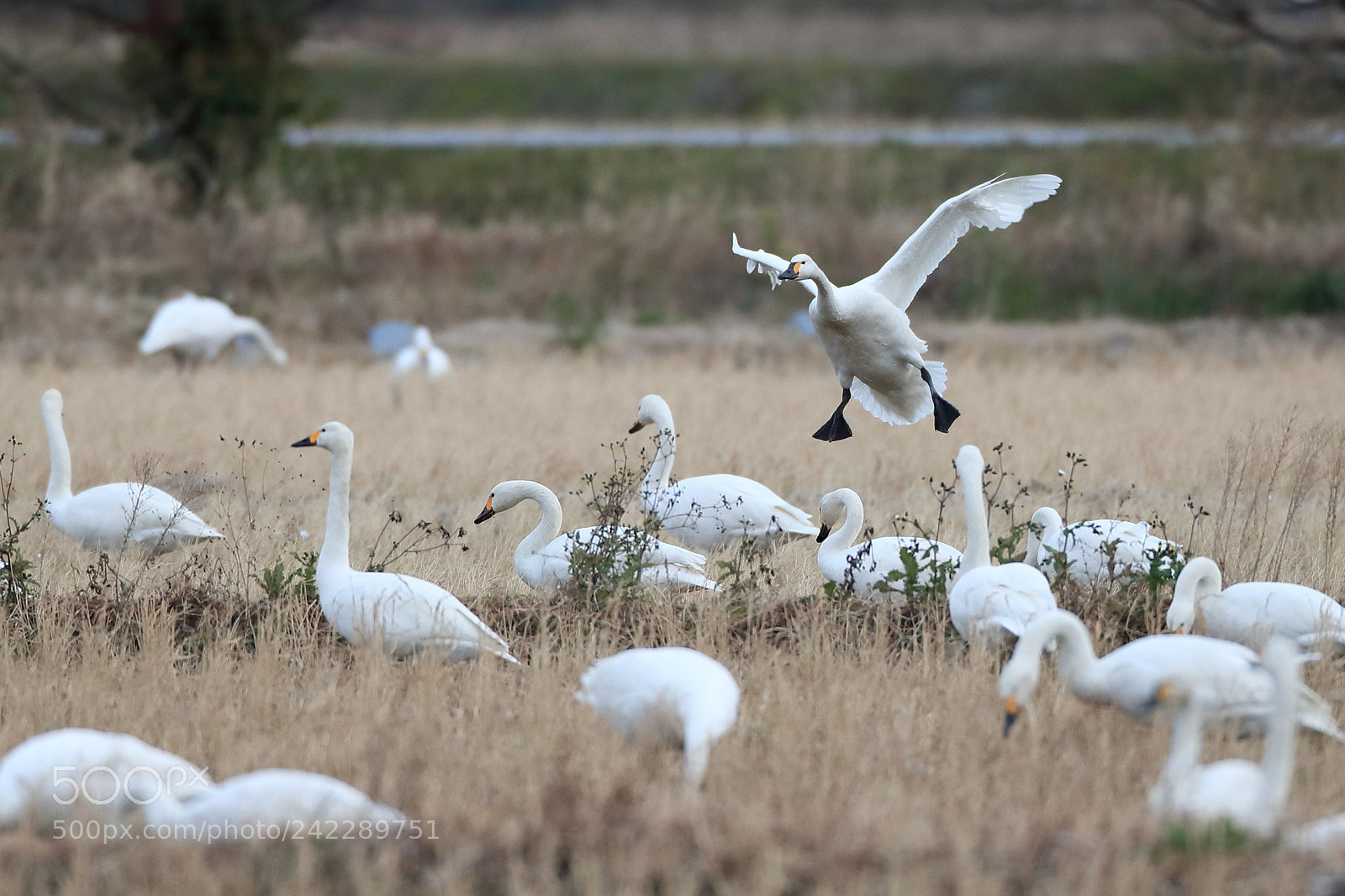 Canon EOS-1D X Mark II sample photo. コハクチョウ tundra swan photography