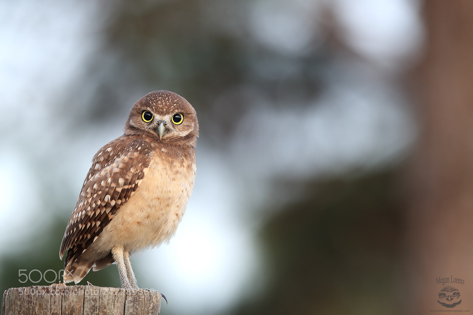 Canon EOS-1D X Mark II sample photo. Owlet photography