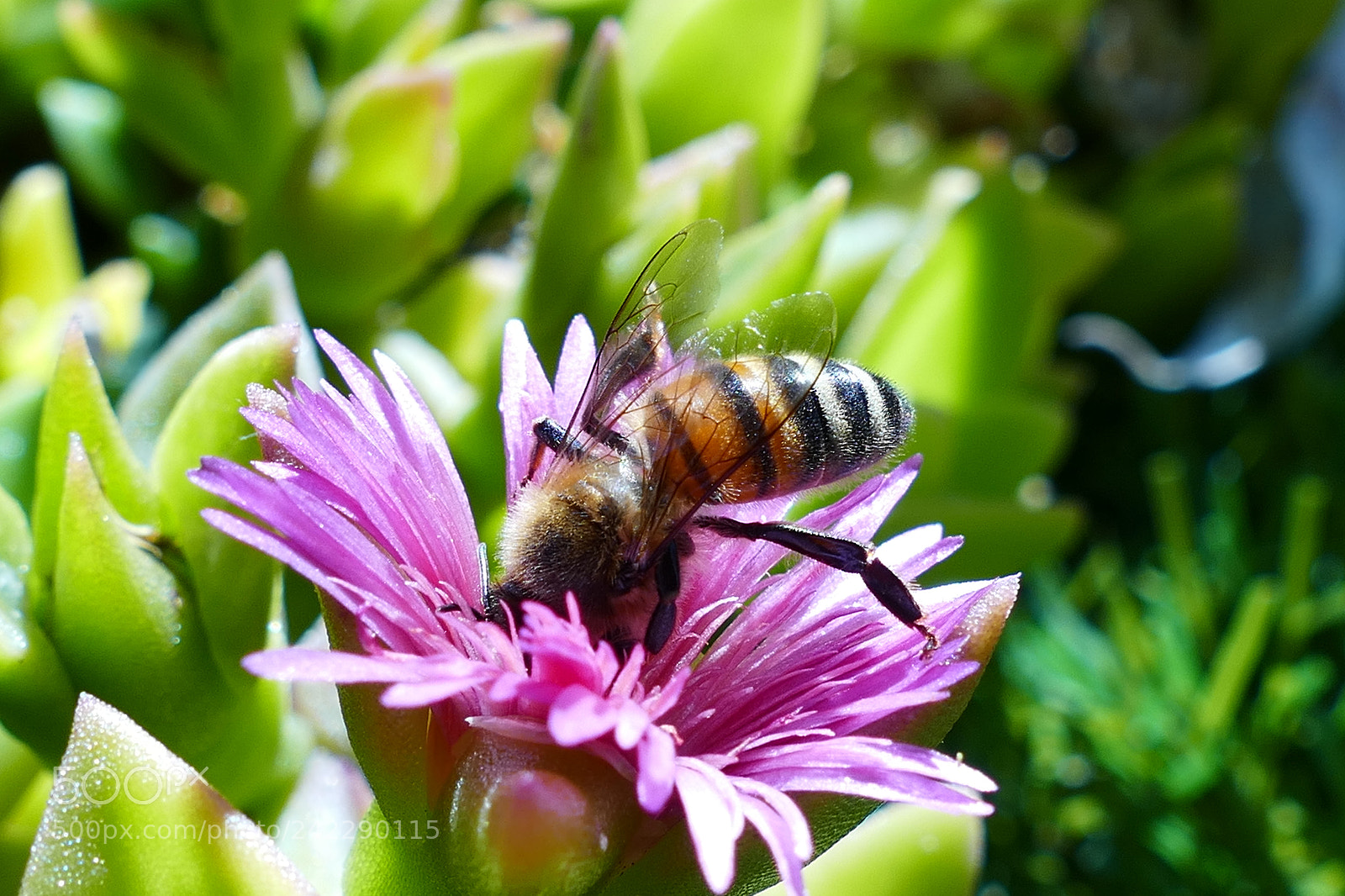 Panasonic Lumix DMC-FZ1000 sample photo. Bon apetit ! photography