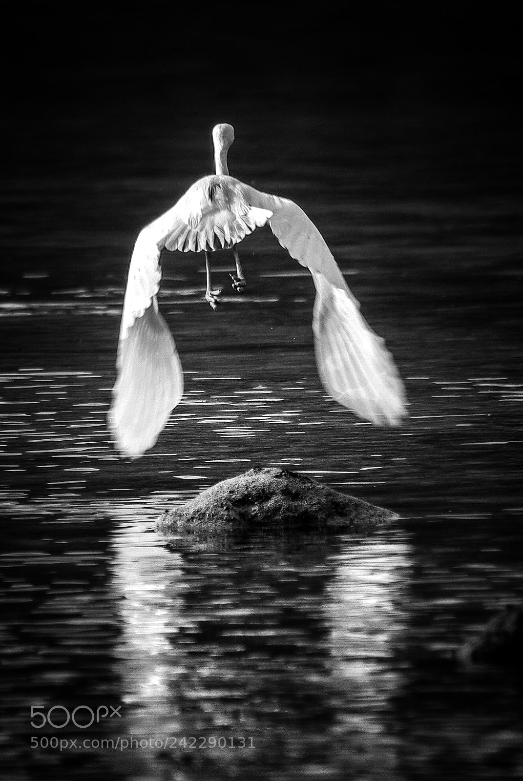 Pentax K10D sample photo. L'envol... photography