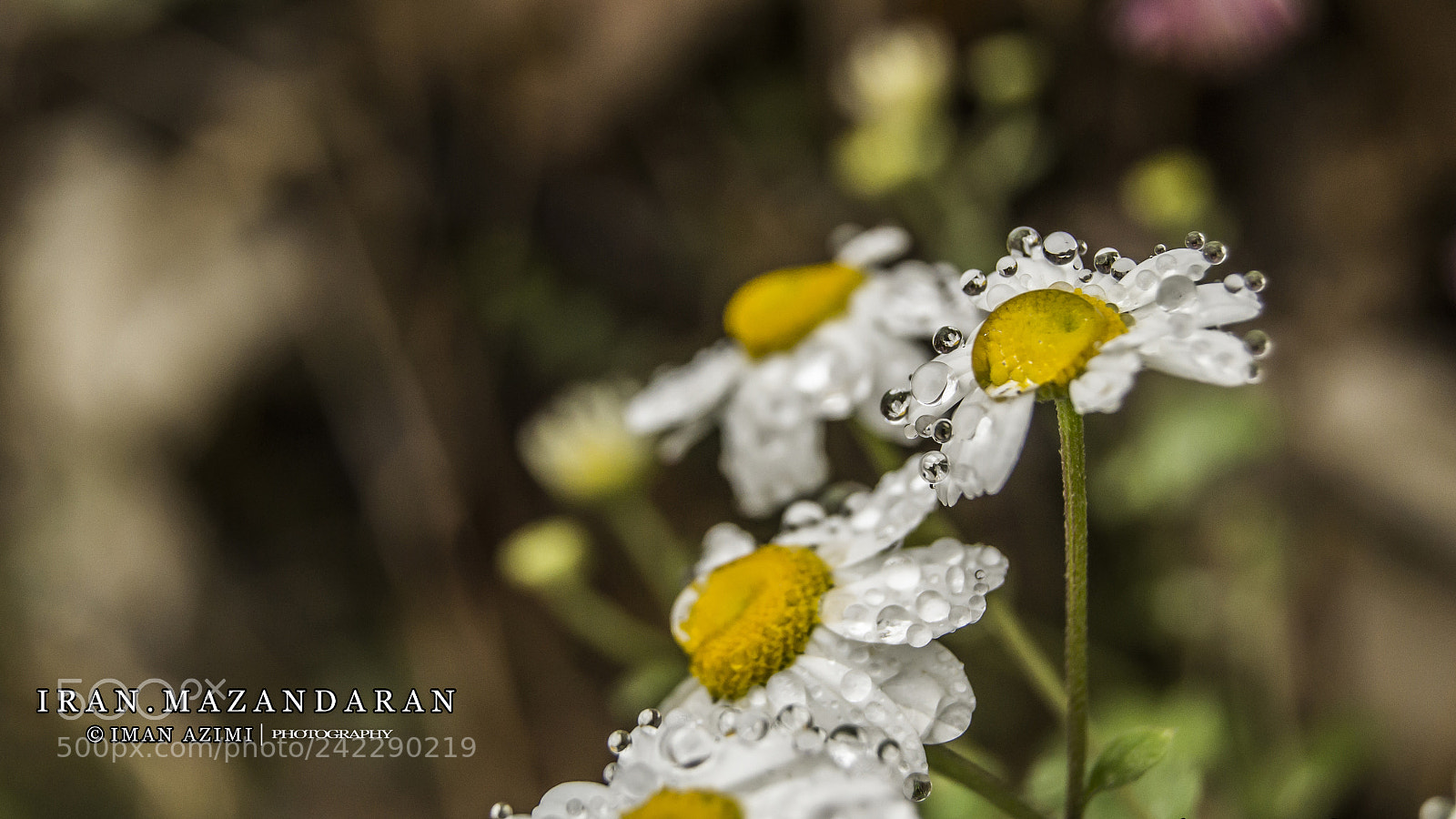 Nikon D3100 sample photo. Untitled photography