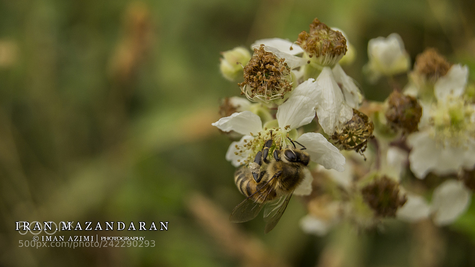 Nikon D3100 sample photo. Untitled photography